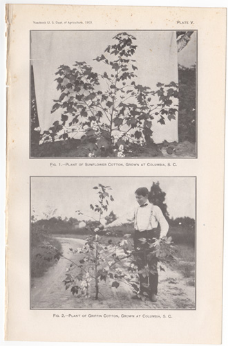 Plant of Sunflower Cotton, grown at Columbia, S.C.